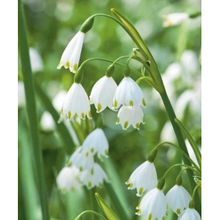 Cebulki kwiatowe – sklep online | Tulipany, krokusy, hiacynty