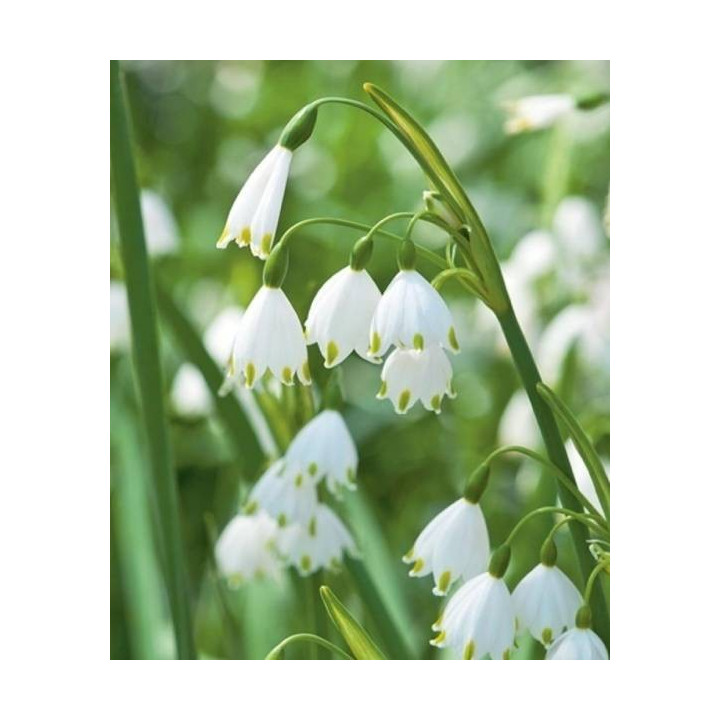 Cebulki kwiatowe – sklep online | Tulipany, krokusy, hiacynty