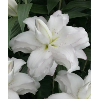 LILIA LOTUS BEAUTY 3 SZT ROZMIAR 18/20 CM