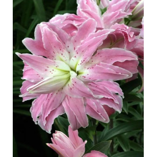 LILIA LOTUS BEAUTY 3 SZT ROZMIAR 18/20 CM