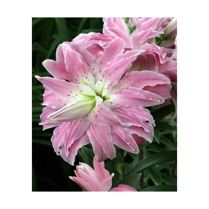 LILIA LOTUS BEAUTY 3 SZT ROZMIAR 18/20 CM