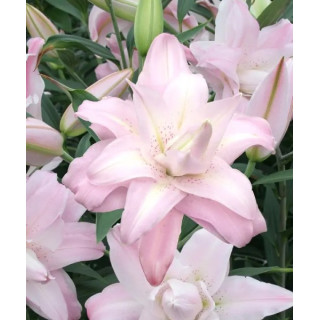 LILIA LOTUS BEAUTY 3 SZT ROZMIAR 18/20 CM