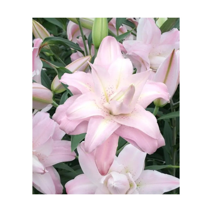 LILIA LOTUS BEAUTY 3 SZT ROZMIAR 18/20 CM