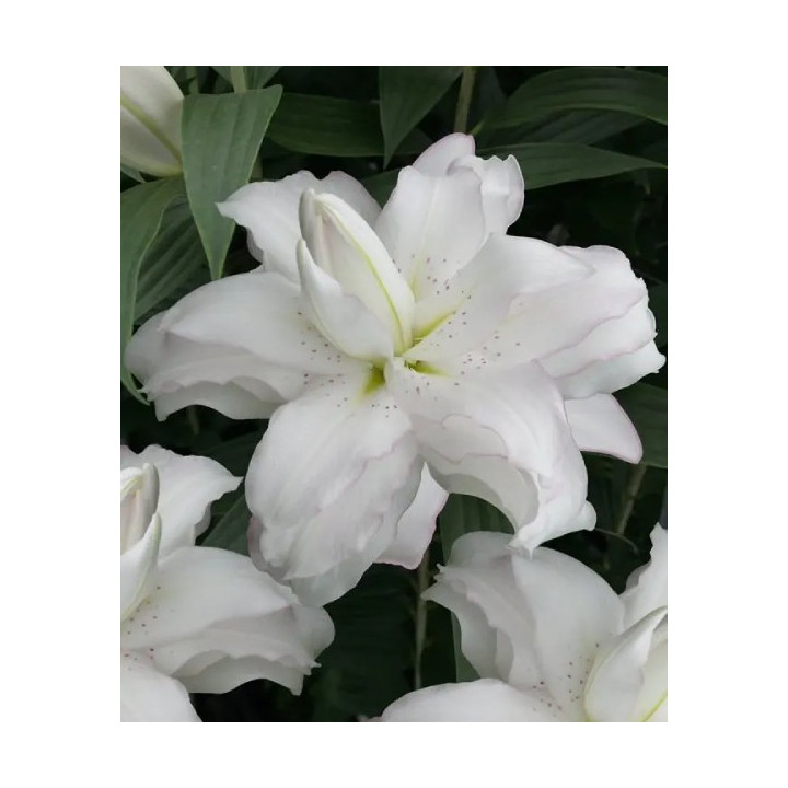 LILIA LOTUS BEAUTY 3 SZT ROZMIAR 18/20 CM