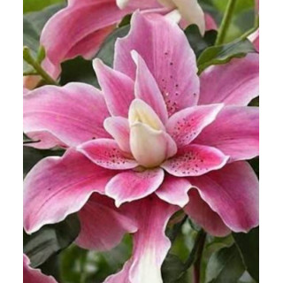 LILIA LOTUS BEAUTY 3 SZT ROZMIAR 18/20 CM