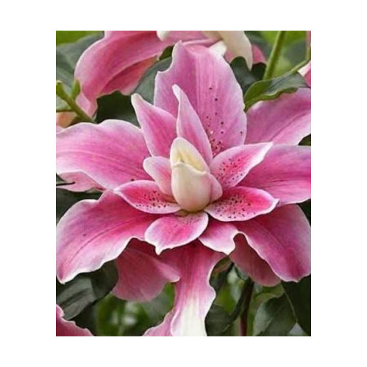 LILIA LOTUS BEAUTY 3 SZT ROZMIAR 18/20 CM