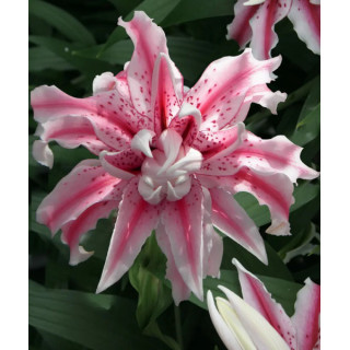 LILIA LOTUS BEAUTY 3 SZT ROZMIAR 18/20 CM