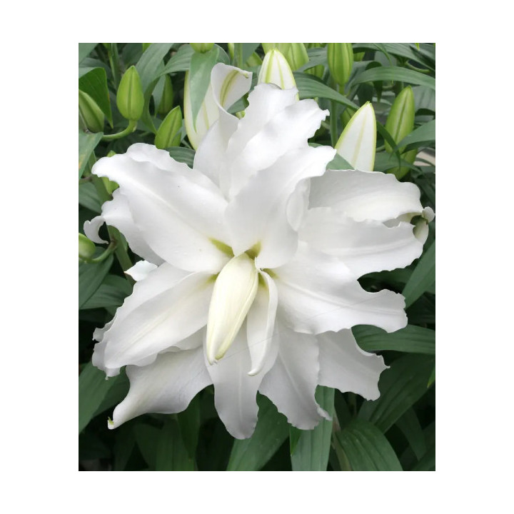 LILIA MY WEDDING 3 SZT ROZMIAR 18/20 CM