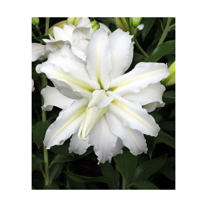 LILIA LOTUS BEAUTY 3 SZT ROZMIAR 18/20 CM