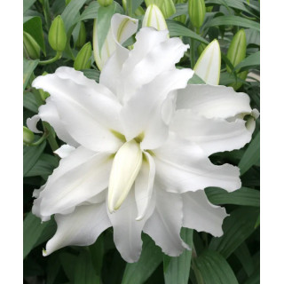 LILIA MY WEDDING 3 SZT ROZMIAR 18/20 CM