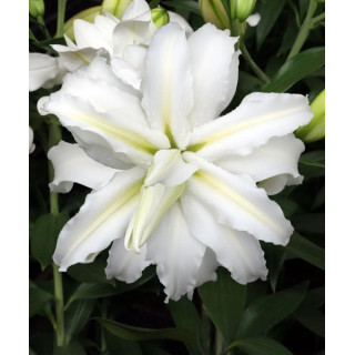 LILIA LOTUS BEAUTY 3 SZT ROZMIAR 18/20 CM