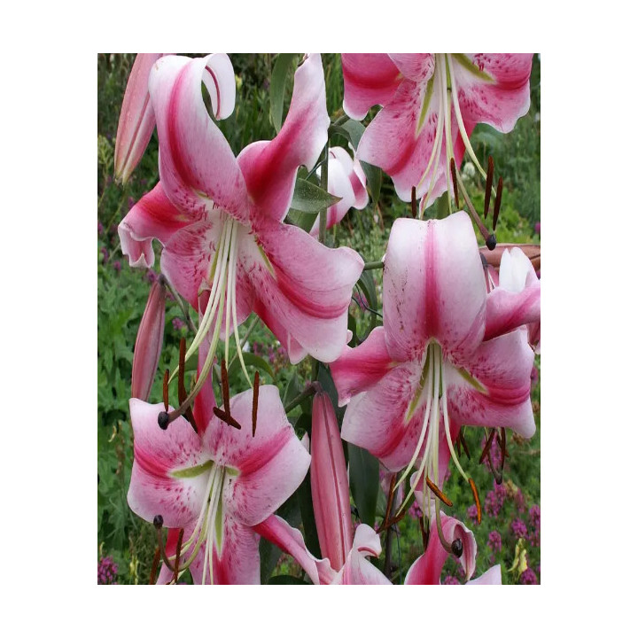 LILIA DRZEWIASTA ANASTASIA  3 SZT ROZMIAR 20/22CM