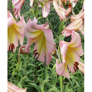 LILIA DRZEWIASTA BEIJING MOON 3 SZT ROZMIAR 20/22CM