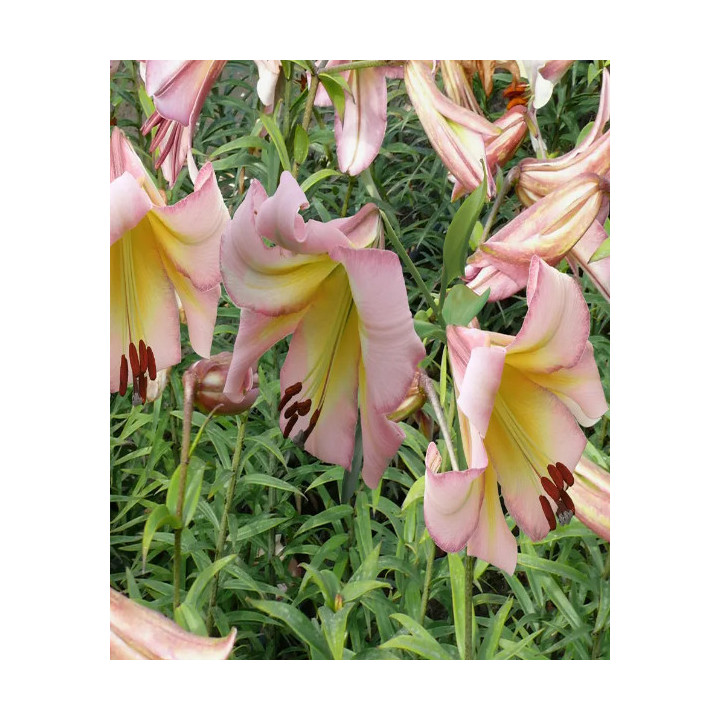 LILIA DRZEWIASTA BEIJING MOON 3 SZT ROZMIAR 20/22CM