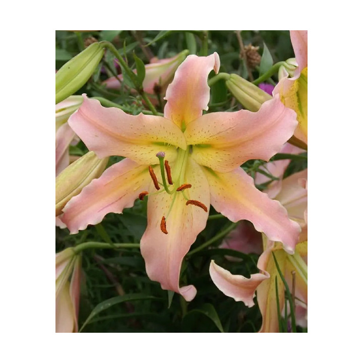 LILIA DRZEWIASTA ELUSIVE 3 SZT ROZMIAR 20/22CM