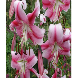 LILIA DRZEWIASTA ANASTASIA  3 SZT ROZMIAR 20/22CM