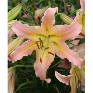 LILIA DRZEWIASTA ELUSIVE 3 SZT ROZMIAR 20/22CM