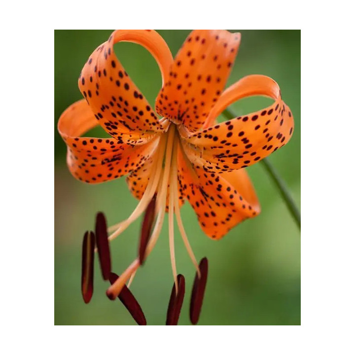 LILIA DRZEWIASTA ANASTASIA  3 SZT ROZMIAR 20/22CM