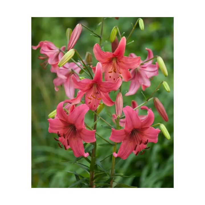 LILIA PINK FLIGHT 3 SZT ROZMIAR 20/22CM