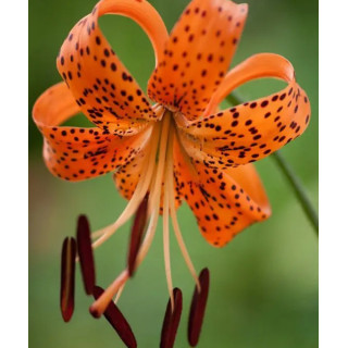 LILIA DRZEWIASTA ANASTASIA  3 SZT ROZMIAR 20/22CM