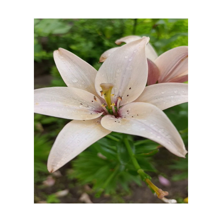 LILIA EASY WALTZ 3 SZT ROZMIAR 18/20CM