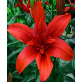 LILIA EASY WALTZ 3 SZT ROZMIAR 18/20CM