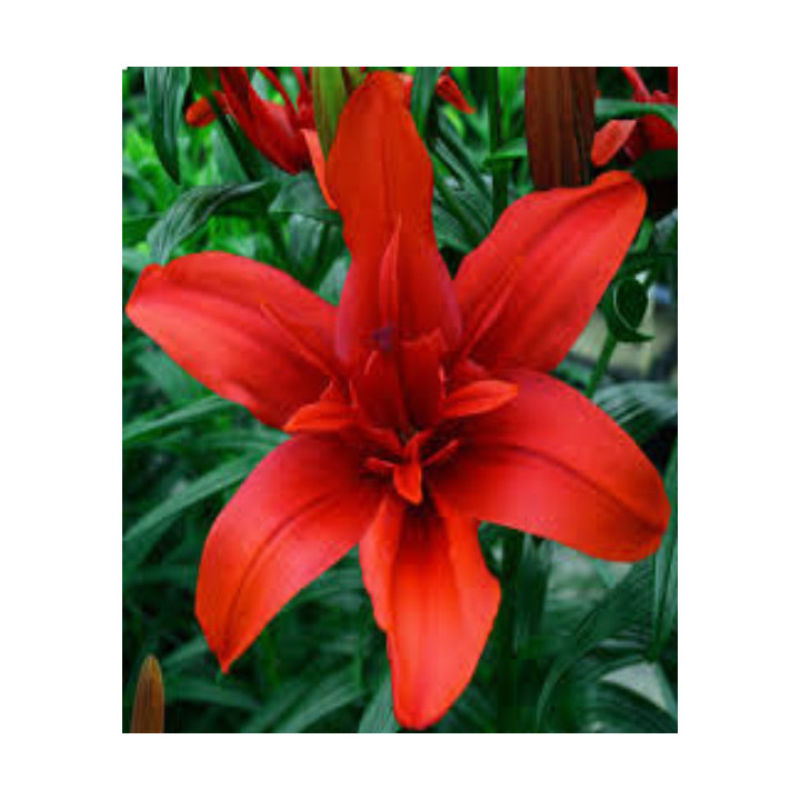 LILIA EASY WALTZ 3 SZT ROZMIAR 18/20CM