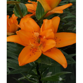 LILIA DOUBLE LADY   3 SZT ROZMIAR 18/20CM