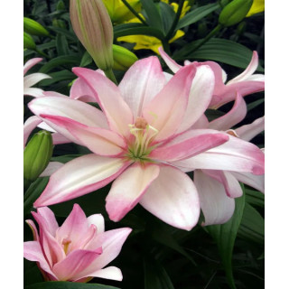 LILIA EASY WALTZ 3 SZT ROZMIAR 18/20CM