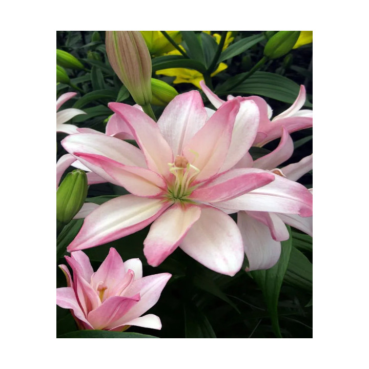 LILIA EASY WALTZ 3 SZT ROZMIAR 18/20CM