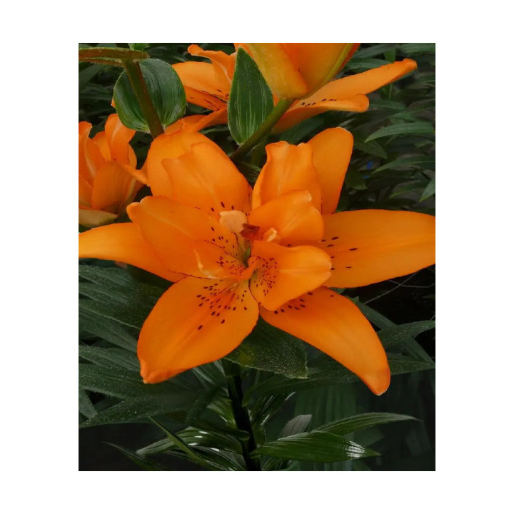 LILIA DOUBLE LADY   3 SZT ROZMIAR 18/20CM