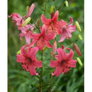 Cebulki lilii tygrysich – pełne kwiaty do ogrodu