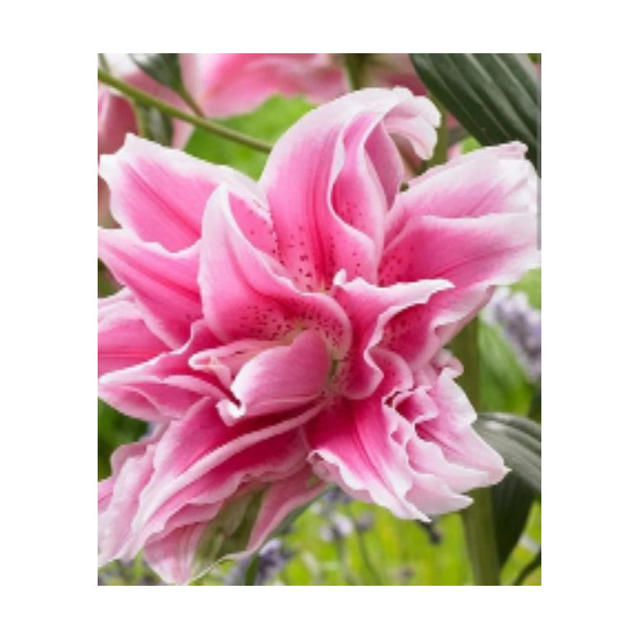 Lilie Roselily – pełne kwiaty bez pyłku do ogrodu i donic