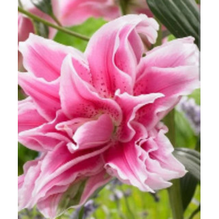 Lilie Roselily – pełne kwiaty bez pyłku do ogrodu i donic