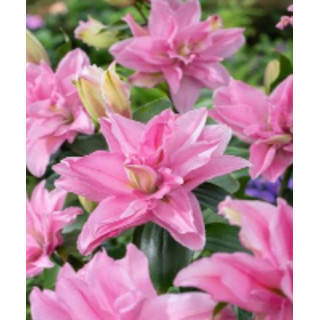 Lilie Roselily – pełne kwiaty bez pyłku do ogrodu i donic