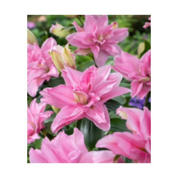 Lilie Roselily – pełne kwiaty bez pyłku do ogrodu i donic