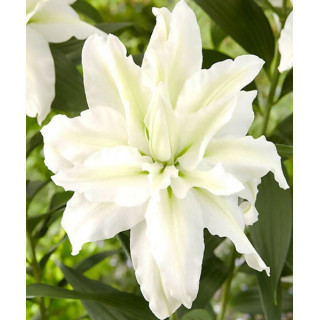 Lilie Roselily – pełne kwiaty bez pyłku do ogrodu i donic