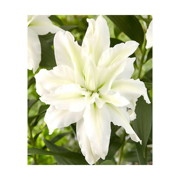 Lilie Roselily – pełne kwiaty bez pyłku do ogrodu i donic