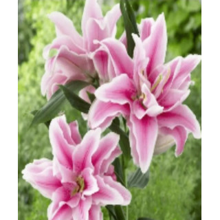 Lilie Roselily – pełne kwiaty bez pyłku do ogrodu i donic