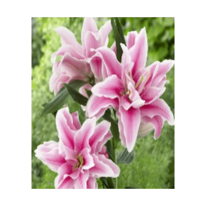 Lilie Roselily – pełne kwiaty bez pyłku do ogrodu i donic