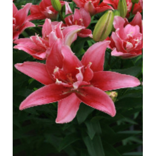 Cebulki lilii azjatyckich dubeltowych – pełne kwiaty do ogrodu