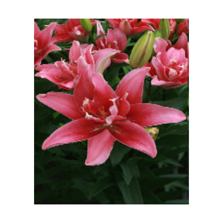 Cebulki lilii azjatyckich dubeltowych – pełne kwiaty do ogrodu