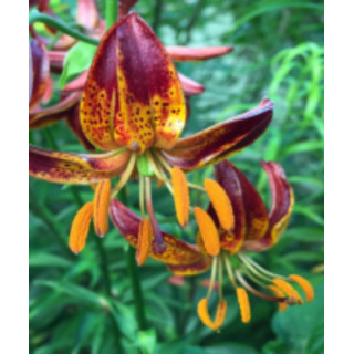 Cebulki lilii złotogłów martagon