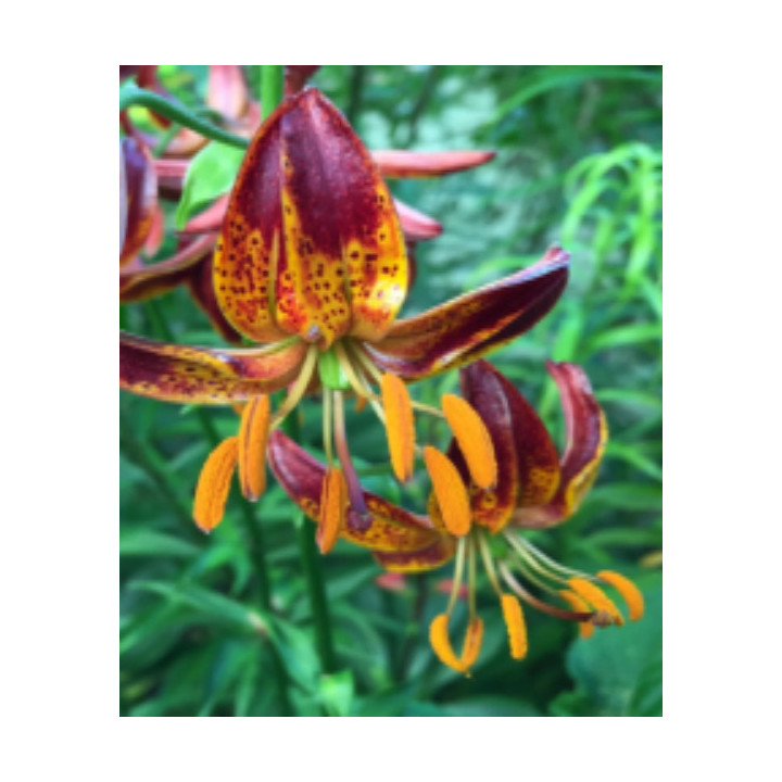 Cebulki lilii złotogłów martagon