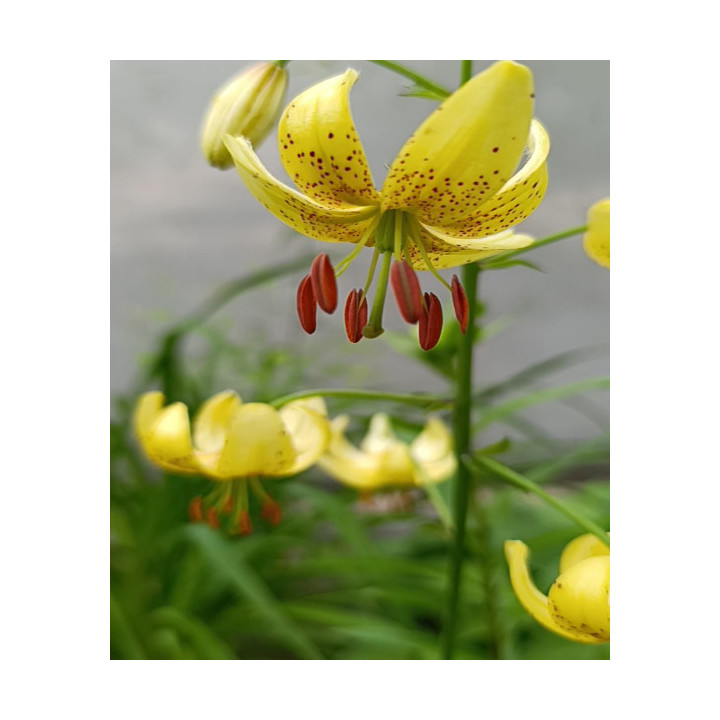 Cebulki lilii złotogłow martagon , kwiaty do ogrodu