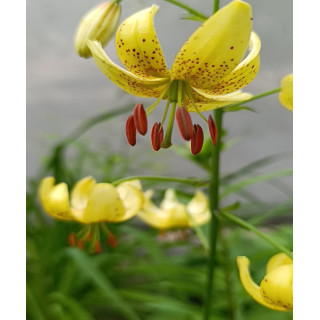 lilie fusion pomarańczowa lilietulipany łodz hybryda