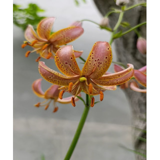 Lilie – piękne kwiaty ogrodowe