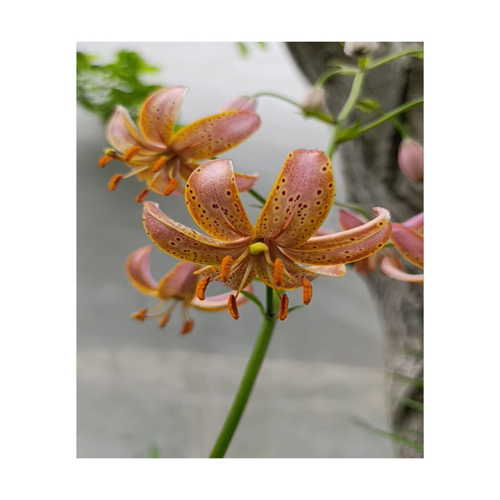 Lilie – piękne kwiaty ogrodowe