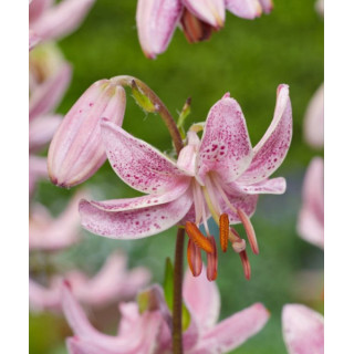 Cebulki lilii złotogłów martagon