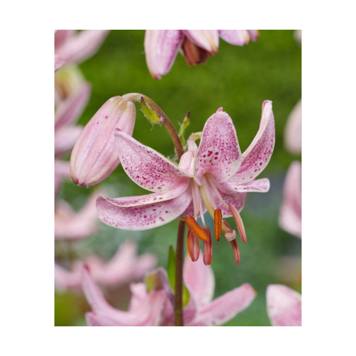 Cebulki lilii złotogłów martagon